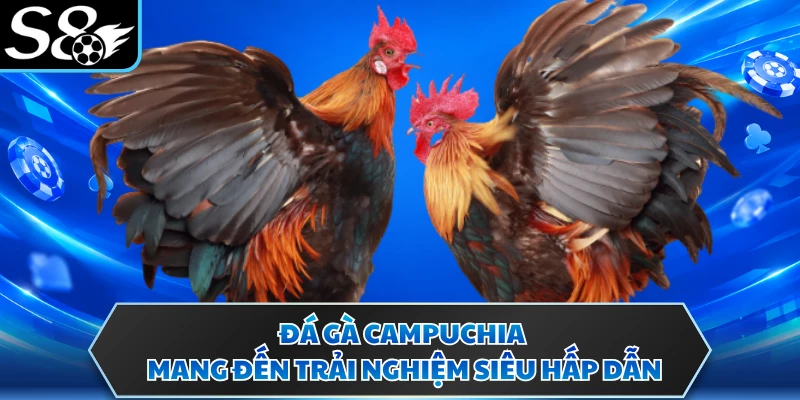 Đá gà Campuchia mang đến trải nghiệm siêu hấp dẫn