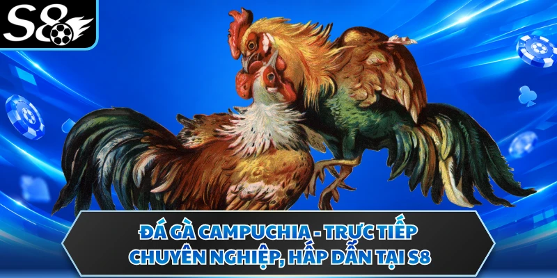 Đá Gà Campuchia - Trực Tiếp Chuyên Nghiệp, Hấp Dẫn Tại S8