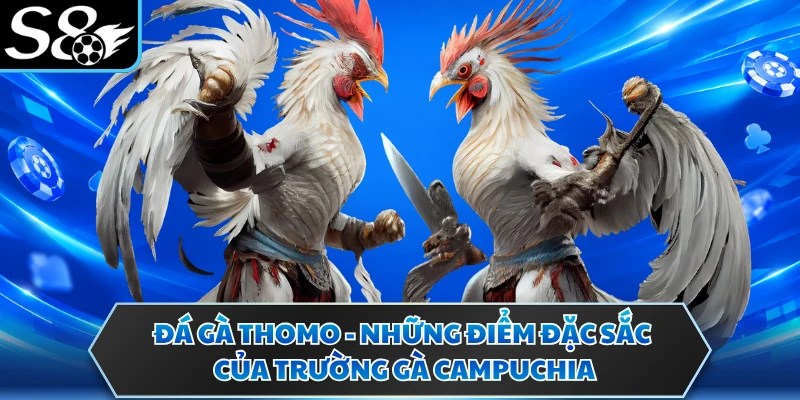 Đá Gà Thomo - Những Điểm Đặc Sắc Của Trường Gà Campuchia