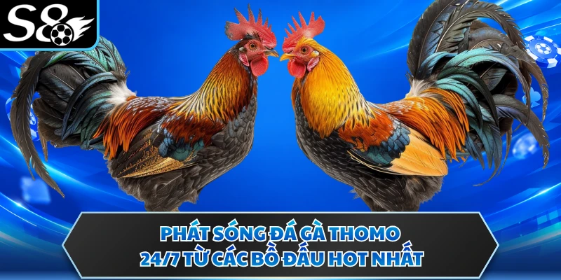 Phát sóng đá gà Thomo 24/7 từ các bồ đấu hot nhất